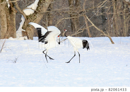 タンチョウの求愛ダンス 82061433
