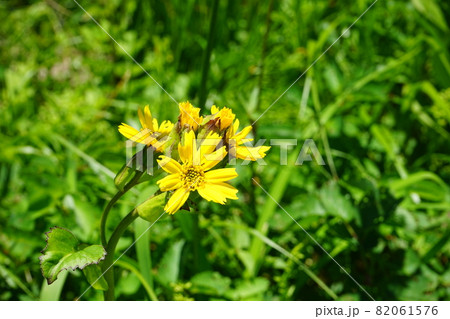 行って見よう夏の八幡平　トウゲブキ 82061576