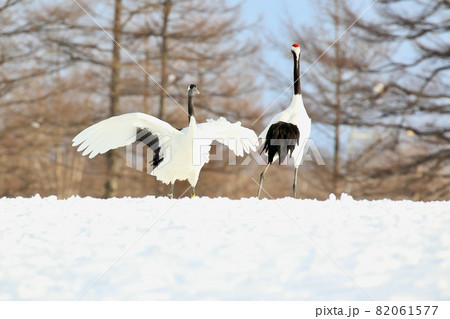 タンチョウの求愛ダンス 82061577