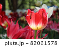 チューリップ 春 赤い レッド 大輪 ガーデン 綺麗 花畑 群生 美しい  82061578