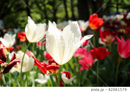 チューリップ 春 白い 赤い  ガーデン 綺麗 花畑 群生  82061579