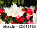 チューリップ 春 白い 赤い  ガーデン 綺麗 花畑 群生 美しい 綺麗 可憐 82061580