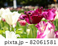 チューリップ 春 白い 紫 パープル ガーデン 綺麗 花畑 群生 美しい 綺麗 可憐 82061581