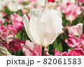 花畑 チューリップ 春 白い ピンク ガーデン 綺麗  群生 美しい 綺麗 可憐 82061583