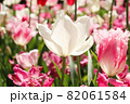 チューリップ 春 白い ピンク ガーデン 綺麗 花畑 群生 群生 82061584