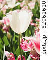 チューリップ 春 白い ピンク ガーデン 綺麗 花畑 群生 美しい 綺麗 可憐 82061610