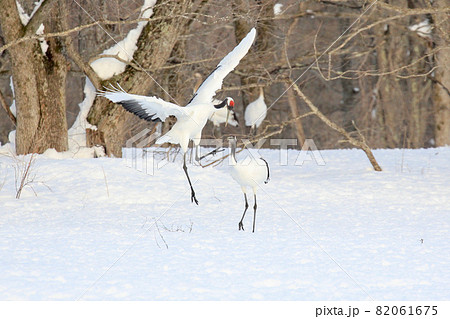 タンチョウの求愛ダンス 82061675
