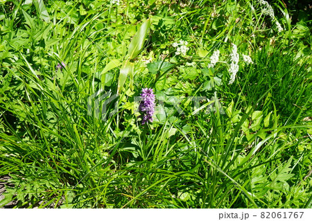 行って見よう夏の八幡平　ハクサンチドリ 82061767