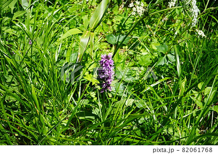 行って見よう夏の八幡平 ハクサンチドリ 行って見よう夏の八幡平 ハクサンチドリ 82061768