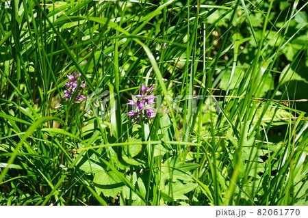 行って見よう夏の八幡平　ハクサンチドリ 82061770