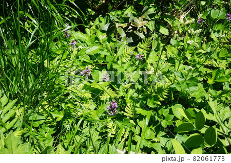 行って見よう夏の八幡平　ハクサンチドリ 82061773