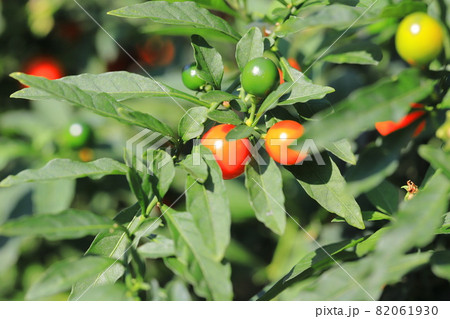 オレンジ色の冬珊瑚（フユサンゴ）の実 82061930