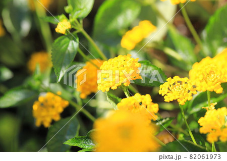 黄色いのランタナの花  82061973