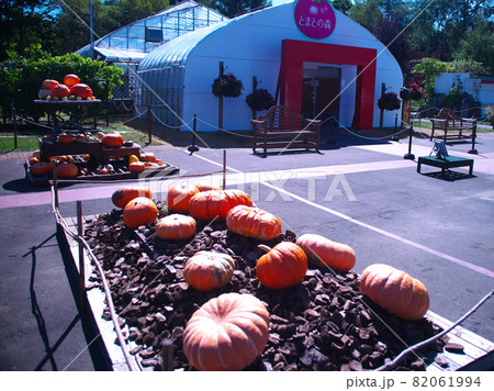 ハロウイン 82061994