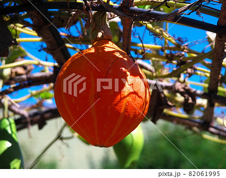 ハロウイン 82061995