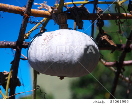 ハロウイン 82061996