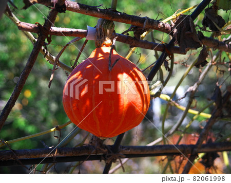 ハロウイン 82061998