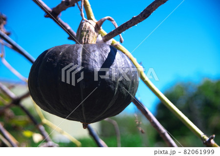 ハロウイン 82061999