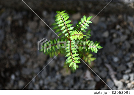 サンショウ（山椒）の苗 82062095