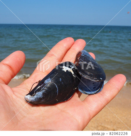 Mediterranean mussel, Mytilus galloprovincialis. Edible clam. The shell is wedge-shaped, black outside, with a bluish mother-of-pearl. A female hand holds a seashell against the backdrop of the sea 82062226