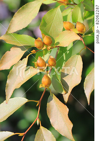 夏椿（ナツツバキ）　姫沙羅（ヒメシャラ）の実 82062287