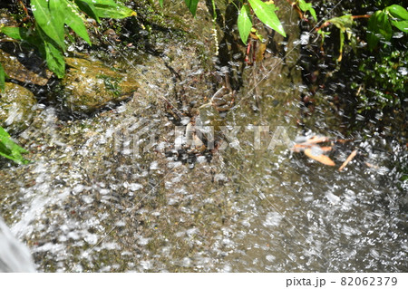 秋のモクズガニ(藻屑蟹) 秋のモクズガニ(藻屑蟹) 82062379