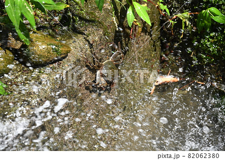 秋のモクズガニ(藻屑蟹) 秋のモクズガニ(藻屑蟹) 82062380