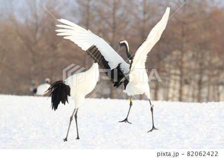 タンチョウの求愛ダンス 82062422