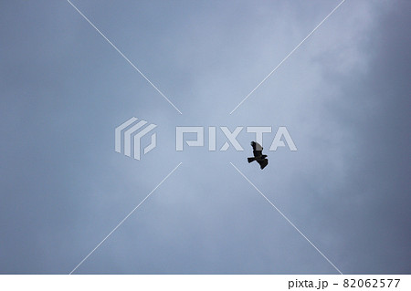 Eagle Soaring Through Storm Clouds 82062577