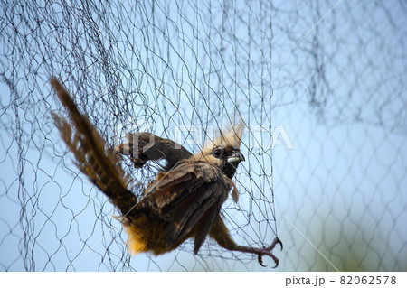 Speckled Mousebird Caught In Birding Net (Colius striatus) 82062578