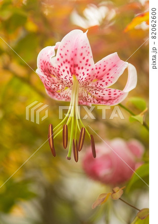 ダンスのポーズ ダンスのポーズ 82062600