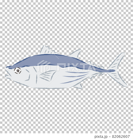 Illustration of bonito - Stock Illustration [82062607] - PIXTA