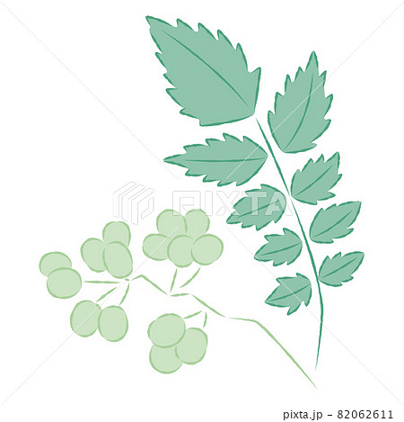 山椒のイラスト 山椒のイラスト 82062611