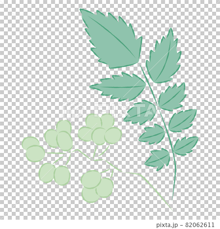 日本胡椒的插圖 日本胡椒的插圖 82062611