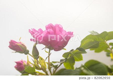 ハマナスの花 ハマナスの花 82062650
