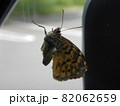 車内に迷い込んできた蝶ヤマキマダラヒカゲ 82062659