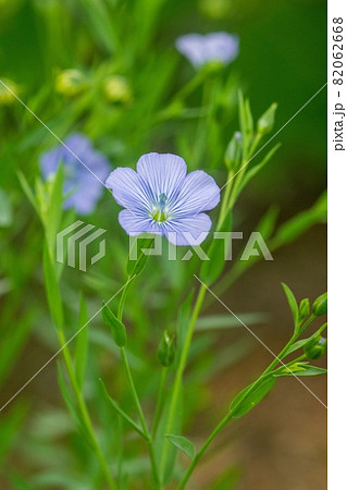 亜麻の花 82062668