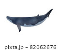 ミンククジラ 82062676