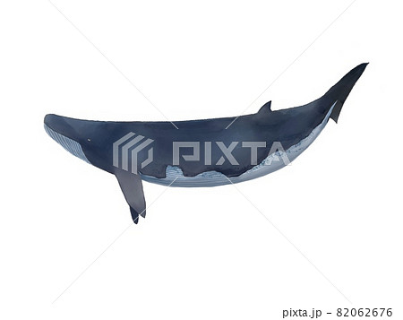 ミンククジラ 82062676