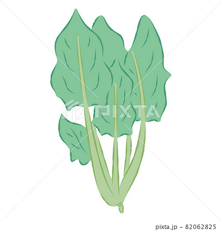 ほうれん草のイラストのイラスト素材 0625