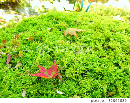 苔の上に落ちた赤い紅葉の葉 日本の秋の写真素材 0626 苔の上に落ちた赤い紅葉の葉 日本の秋の写真素材 0626