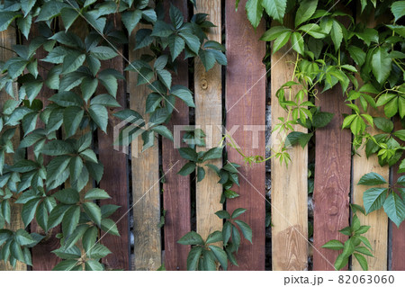 Ivy plant, wild grapes, against the background of a wooden striped brown fence Ivy plant, wild grapes, against the background of a wooden striped brown fence 82063060