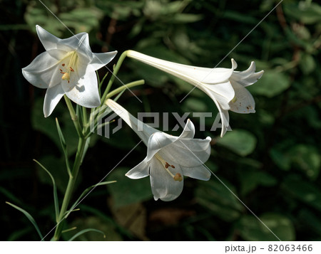 高砂百合