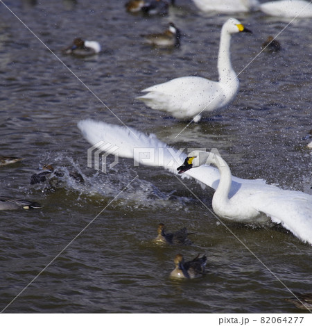 白鳥湖 白鳥湖 82064277