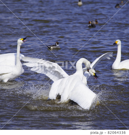 白鳥湖 白鳥湖 82064336