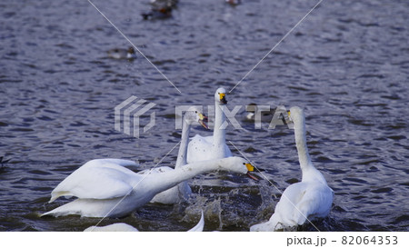 白鳥湖 白鳥湖 82064353