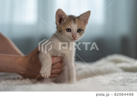 A curious kitten is trying to escape from the female hands and run away to play. Restless pet. Cute fluffy. A curious kitten is trying to escape from the female hands and run away to play. Restless pet. Cute fluffy. 82064498