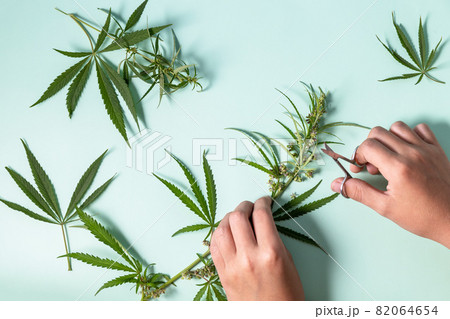Herbal Alternative Medicine Concept. Blooming female marijuana flowers and leafs on green pastel background. Top view flat lay background. Herbal Alternative Medicine Concept. Blooming female marijuana flowers and leafs on green pastel background. Top view flat lay background. 82064654