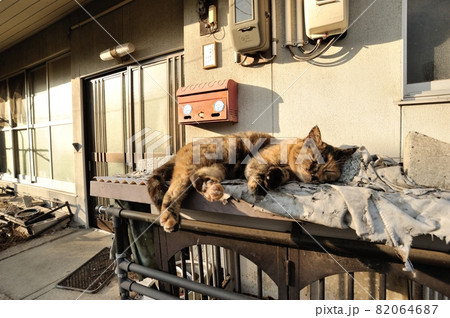 サビ猫のまるちゃんの秋のある日のんびりとお昼寝タイム 82064687