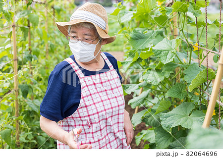 畑仕事をするシニア女性 畑仕事をするシニア女性 82064696